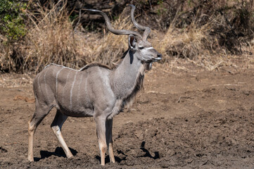Kudu bull pausing while drinking to scan the surrounding area for danger 