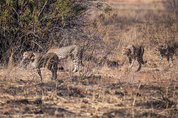 Mother cheetah with her cubs stalking prey across the plains