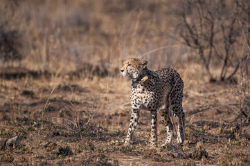 Lone cheetah with tracking collar standing alert looking at prey in the far bush