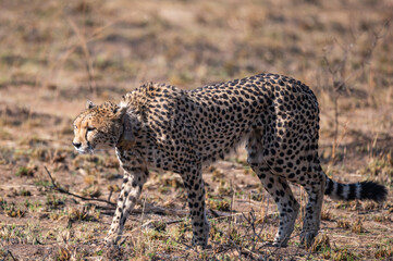 Lone cheetah making its way across the veldt