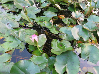 the pink water lily and leaves are blooming in the garden design for green background