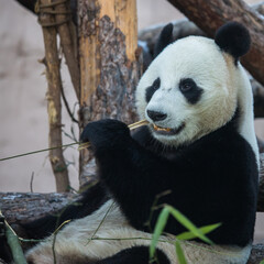 Giant panda is eating bamboo	