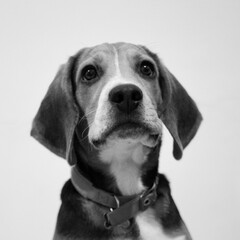 Cute beagle puppy sad eyes