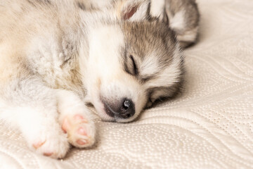 small husky puppies. with a black nose and blue eyes. they sleep sweetly on a light textured bedspread. copyspace