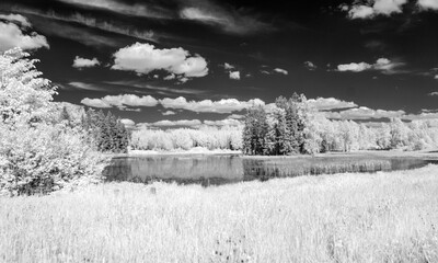 Fototapeta na wymiar surreal landscape, beautiful trees, our beautiful world in the spectrum of infrared camera. summer landscape with trees. in the sky many clouds.