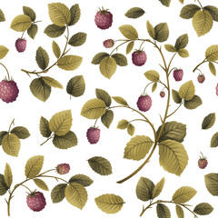 raspberry plant, branch in leaves and berries, seamless pattern, drawing illustration