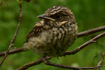 Young thrush bird  in profile on a branch in the wildlife