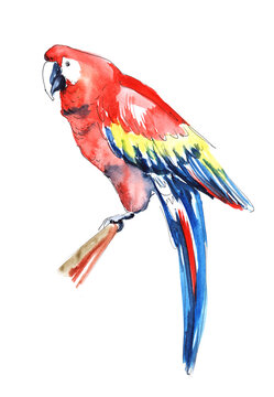 Watercolor image of macaw parrot isolated on white background. Exotic bird with bright and colorful plumage, in which red and yellow colors are whimsically combined with blue and light blue