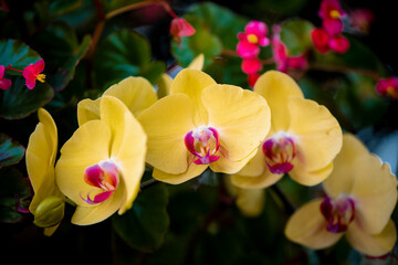 colorful orchids on blur background 