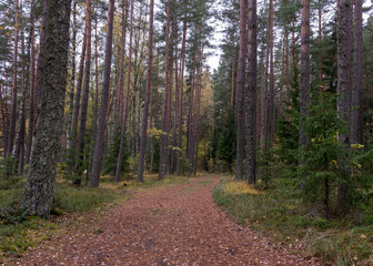 Fototapeta premium autumn landscape from the forest, dry leaves on the forest trail, dry grass and moss, fallen tree branches