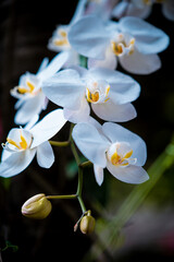 Naklejka na ściany i meble colorful orchids on blur background 