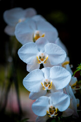 beautiful Orchid on blur background 