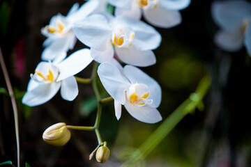 beautiful Orchid on blur background 