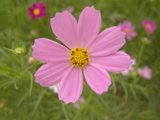 Obraz premium 코스모스