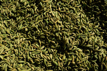 top shot of organic aniseeds isolated on background