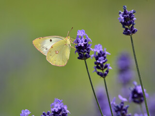 ラベンダーの花の蜜を吸う蝶