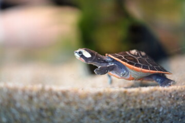 子亀の行進
