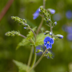 forget me not flowers