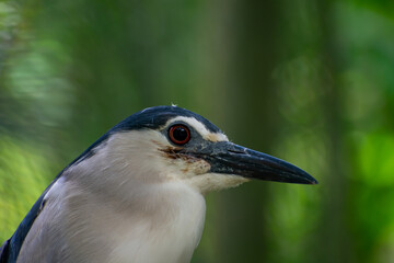 close up of a heron