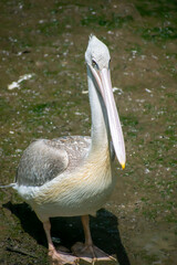pelican in the water