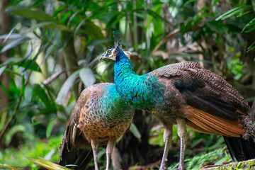 Naklejka premium peacock in the garden