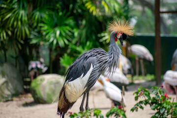 grey crowned crane