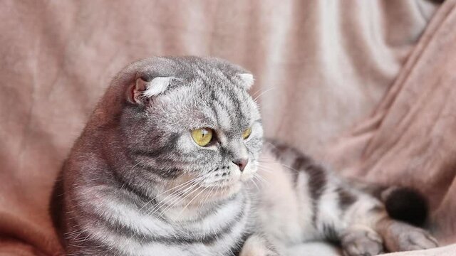 The gray Scottish Fold cat licks its lips amusingly, stuck out its tongue. Cute pet. Grey background, close-up portrait.	
