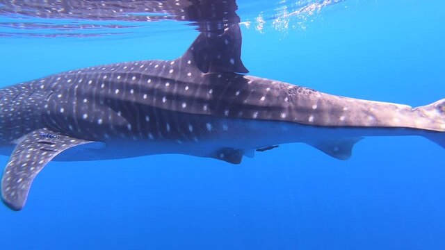 Slow motion shot Big whale shark (Rhincodon typus) feeding on plancton behind boat at night and swims in blue water in Maldives,Bohol Sea, Oslob, Cebu, Philippines, Southeast Asia.