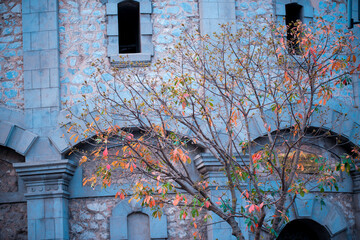 Beautiful Yellow/Orange Leaves on blur background in Hanoi, Vietnam