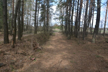 footpath in the woods