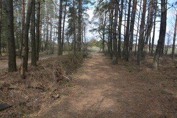 path in the forest