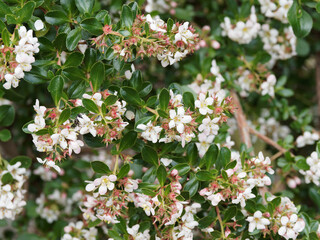 Escallonia 'Donard Seedling', arbuste de haie décorative, ramifié et buissonnant à inflorescence...