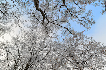 Winter sky through the tops of the branches with frost. Winter