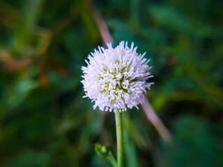 Leucaena leucocephala  flower on a Natural background