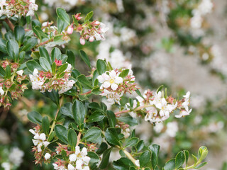 Grappes de fleurs étoilées, blanc rosé et boutons roses sur rameaux arqués, garnis de petites feuilles vert foncé, denté et oval d'Escallonia variété 'Donard Seedling' 