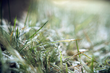 Grass covered with ice after freezing rain, beautiful winter background