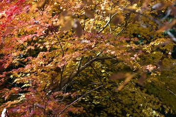 autumn leaves in the forest
