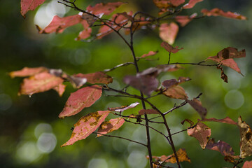autumn leaves in the sun
