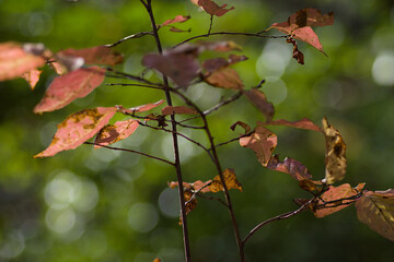 red leaves in autumn