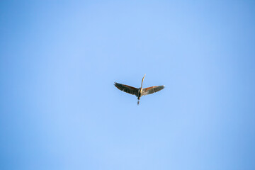 A picture of a heron flying alone in the sky To go out for food