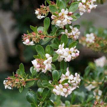 Escallonia 'Donard Seedling' arbuste ramifié aux grappes de petites fleurs à cinq pétales, en forme d'étoiles et clochettes rose tendre à blanches dans un feuillage vert foncé lustré