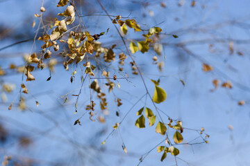 autumn leaves on blue sky