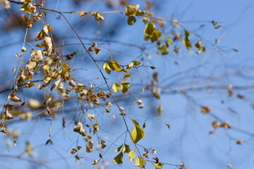 autumn leaves in the sky