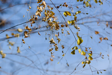 autumn leaves against blue sky