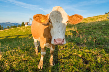 Cow on a green meadow in Alps 