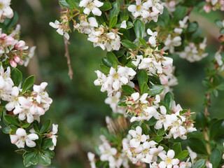 Escallonia 'Donard Seedling', arbrisseau buissonnant aux rameaux arqués garnis de petites feuilles...