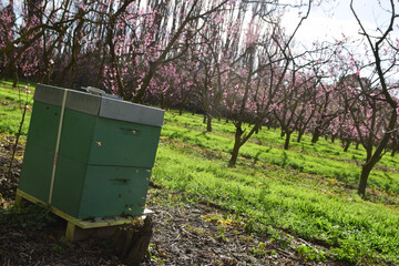 bees in the hive near blossoming tree flower