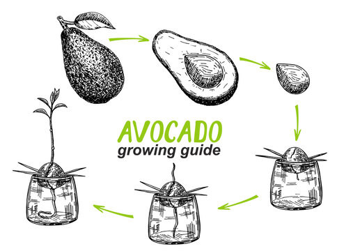 Avocado tree growing guide. How to grow an avocado from seed. Avocado fruit, seed, sprout and tree. Vector illustration of fruit avocado