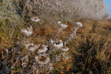 Winterlandschaft: Vereiste Disteln mit Eiskristallen und Raureif stehen bei Frost vor einer Hecke an einem Feldrand im Winter