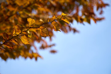 紅葉・葉っぱ・アップ
